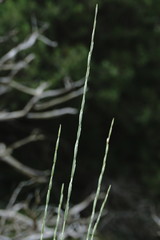 Elymus nodosus