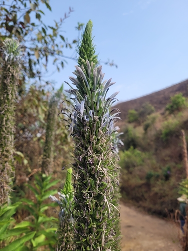 Lobelia columnaris