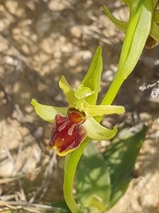 Ophrys sphegodes massiliensis