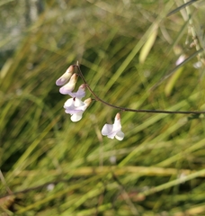 Vicia acutifolia