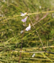 Vicia acutifolia