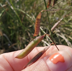 Vicia acutifolia