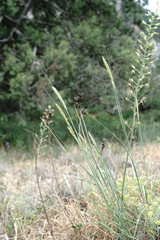 Melica transsilvanica