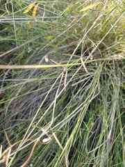 Vicia acutifolia