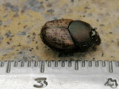 Palaeonthophagus