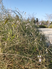 Vicia acutifolia