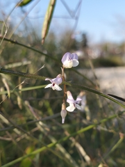 Vicia acutifolia
