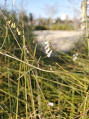 Vicia acutifolia