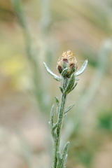 Centaurea comperana