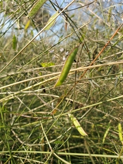 Vicia acutifolia