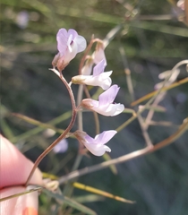 Vicia acutifolia