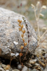 Galium verticillatum