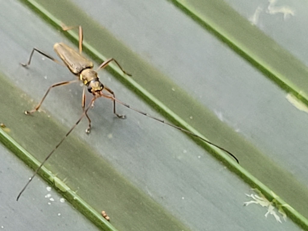 Micronoemia