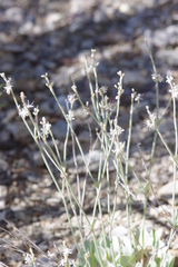 Eriogonum panamintense