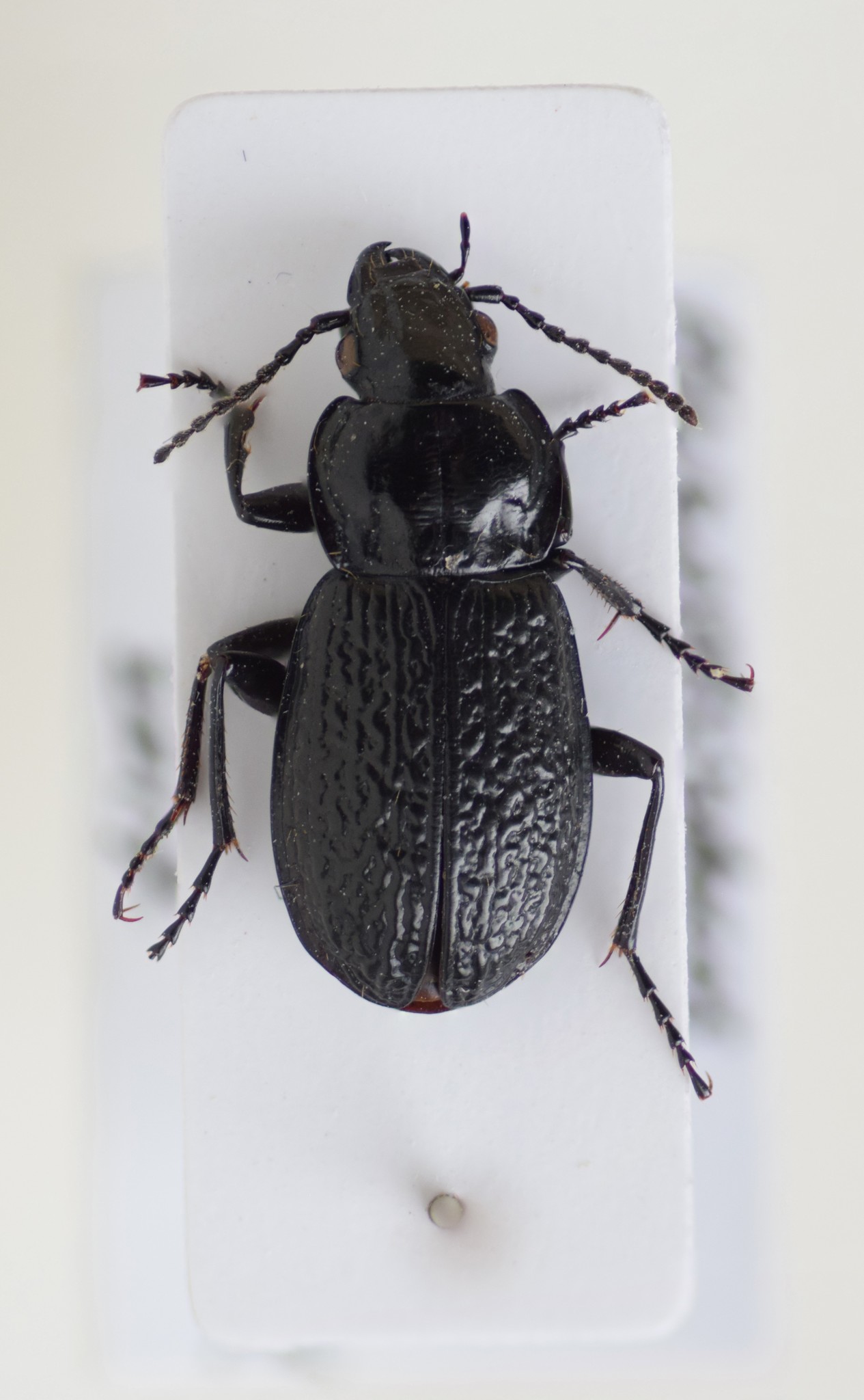 Pterostichus (Lenapterus) vermiculosus