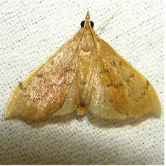 Sericoplaga