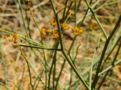 Gymnophyton polycephalum