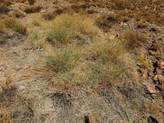 Gymnophyton polycephalum
