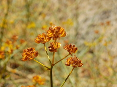 Gymnophyton polycephalum