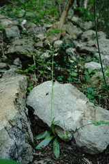 Ophrys oestrifera