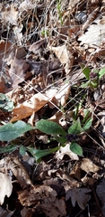 Pulmonaria affinis