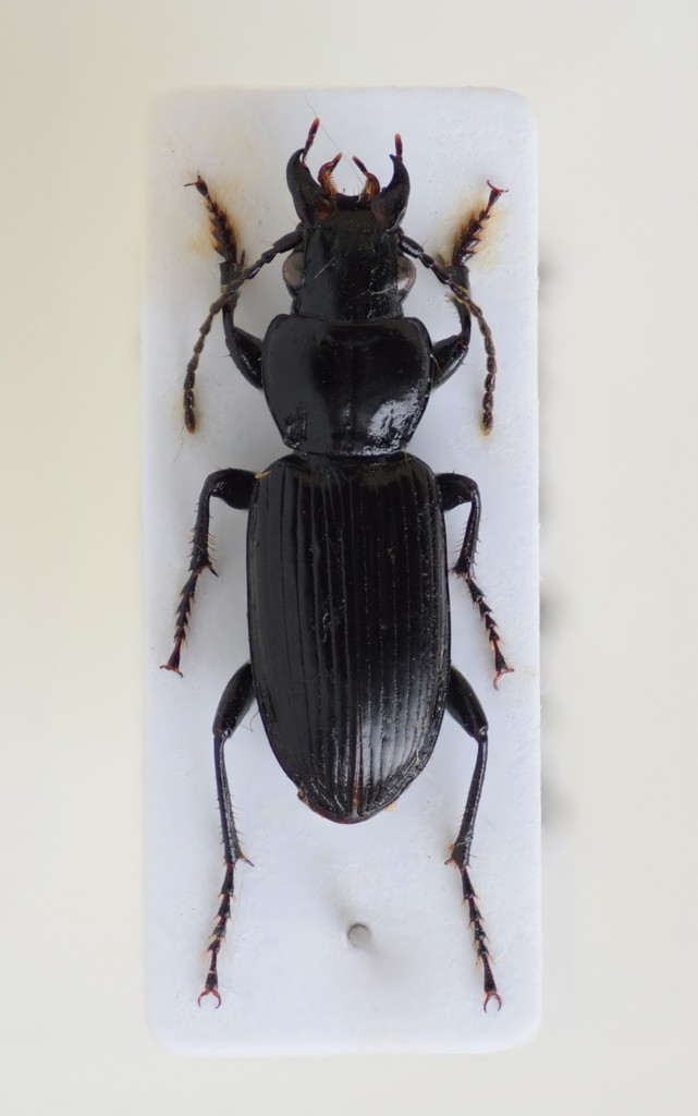Pterostichus elongatus