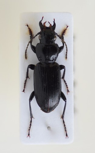 Pterostichus elongatus