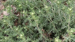 Artemisia herba-alba