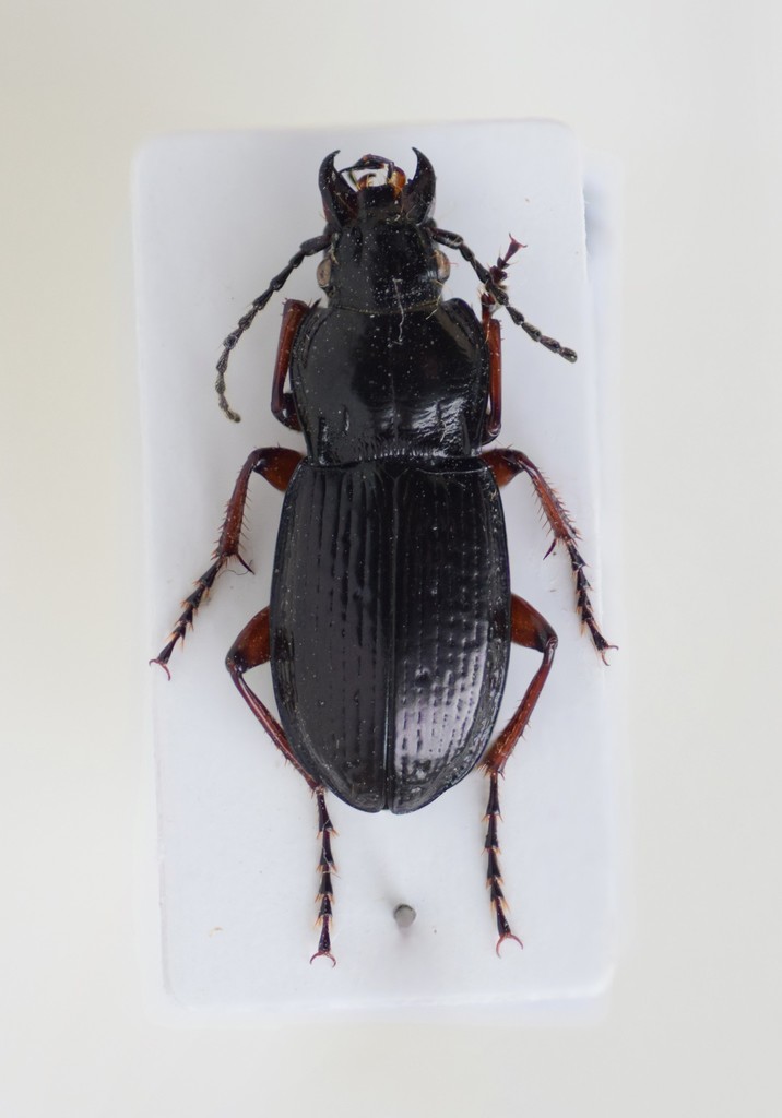 Pterostichus foveolatus