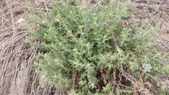 Artemisia herba-alba
