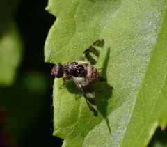 Procecidochares utilis