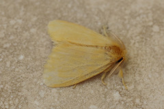 Euproctis lutea
