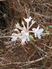 Rhododendron canescens image