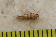 Anatrachyntis rileyi