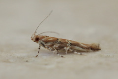 Anatrachyntis rileyi