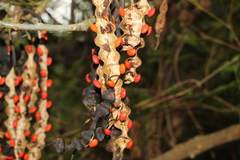 Erythrina rubrinervia