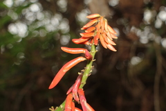 Erythrina rubrinervia