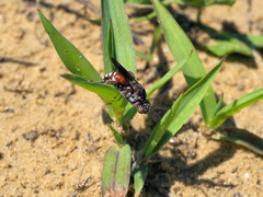 Pasites maculatus