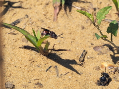 Pasites maculatus