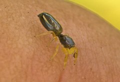 Damoetas