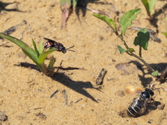 Pasites maculatus