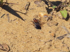 Pasites maculatus