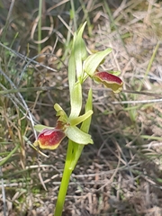 Ophrys sphegodes massiliensis