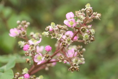 Rubus adenotrichos