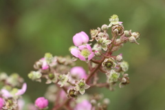 Rubus adenotrichos