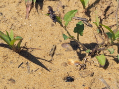 Pasites maculatus