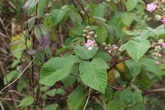 Rubus adenotrichos