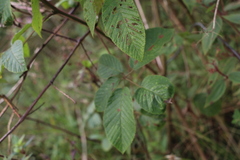 Rubus adenotrichos