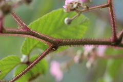 Rubus adenotrichos