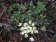 Ligusticum grayi